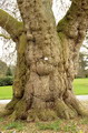 Platanus orientalis